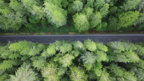 常緑の森でカントリーロードを運転するSuv車の4Kビューのエアリアルトップ トワイライトの風光明媚な森でのロードトリップの車 ワシントン州松林の道路を飛行するシネマティックドローンショット — ストック動画