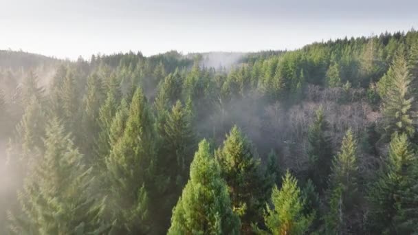 常緑色のワシントン熱帯雨林を覆う低い霧のオーバーヘッドの空中視界 晴れた朝 美しい森で 日当たりの良い青空でトップの松の木 自然環境資源としての松林4K — ストック動画
