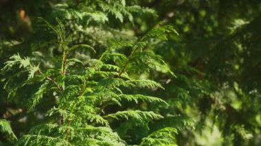 Sinema yemyeşil ardıç ağacı dalı altın güneş ışığında aydınlanır. Güneşli günde, eğreltiotu bitkilerinin doğa arka planı. Ekoloji kavramı ağır çekim doğa arkaplan çekimi, boşluğu kopyala