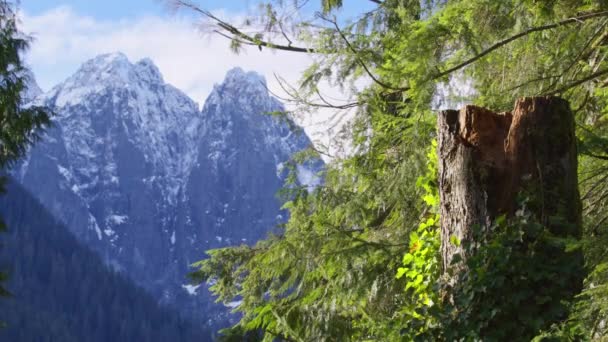 Skaliste Klify Krajobraz Postrzegany Przez Zielony Las Świerkowy Słońcu Zimowy — Wideo stockowe