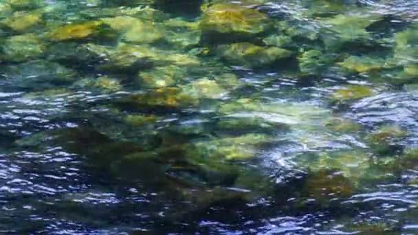 Forest River Flowing Stone Bottom Slow Motion Wild Mountain River — Stock Video