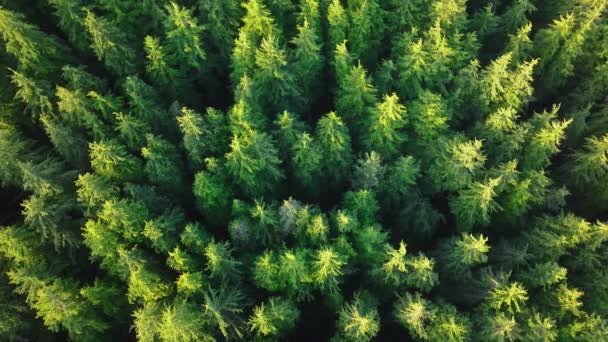 Rädda Planetkonceptet Grön Ekologi Antenn För Ljust Hopp Framtid Globalt — Stockvideo