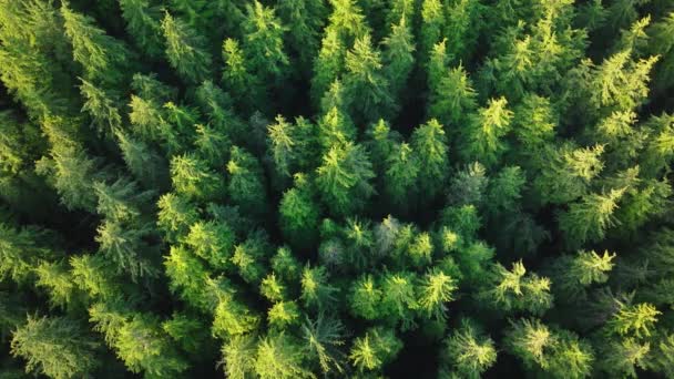 世界の廃棄物ゼロ 温室効果ガスの汚染を減らす 低Co2排出量の地球デーイベント 惑星の概念を保存する 空の森の木の自然景色 明るい希望の未来のためのグリーンエコロジー空中に行く — ストック動画