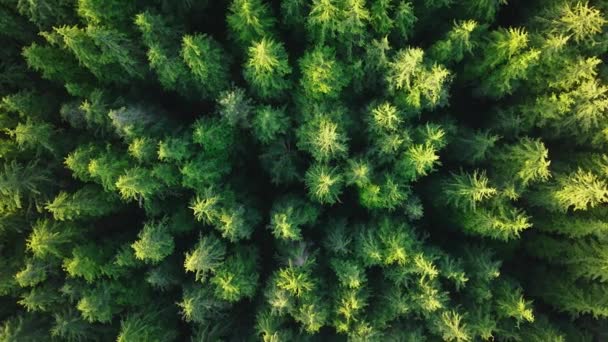 Légi Erdő Természet Kilátás Zöld Ökológia Antenna Fényes Jövő Reményében — Stock videók
