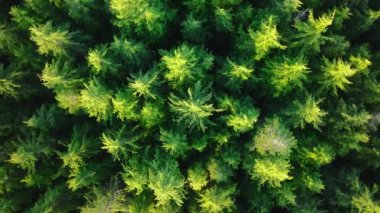 Yenilenebilir enerji, sürdürülebilir kalkınma hedefi. Çevre koruma kavramı. Güneşli bir günde yeşil ağacın tepesinde daireler çizen insansız hava aracı. Doğal kaynak olarak çam ormanı. Yeşil yağmur ormanlarının yukarısı 4K