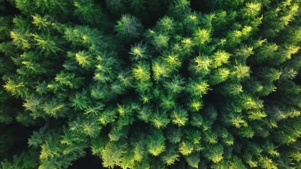 環境保護コンセプト 晴れた日に緑の木の上に登るドローン 天然資源としての松林 エアリアルトップ グリーン熱帯雨林 4K再生可能エネルギー 持続可能な開発目標 — ストック動画