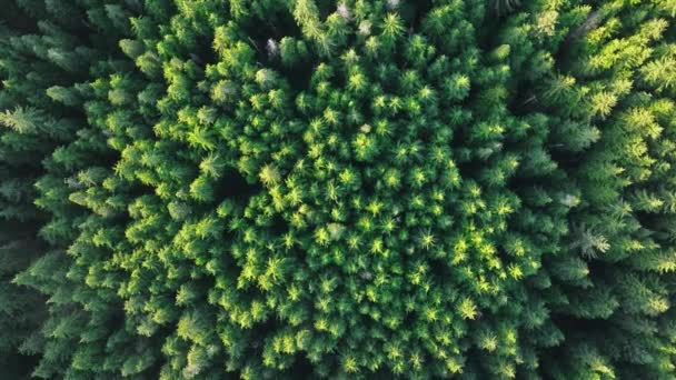 天然資源としての松林 エアリアルトップ グリーン熱帯雨林 再生可能エネルギー 持続可能な開発目標 環境保護コンセプト 晴れた日の緑の木の上に降るドローン — ストック動画