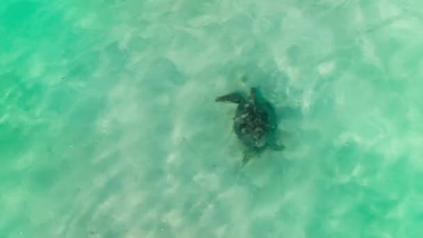 Дика Природа Крупним Планом Застрелена Красивою Морською Черепахою Плаває Під — стокове відео