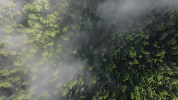 Ovanifrån Trädtopparna Petar Genom Morgondimman Redwood National Och State Parks — Stockvideo