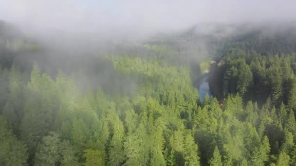 Fåglar Syn Redwood National Och State Parks Täckt Morgon Dimma — Stockvideo