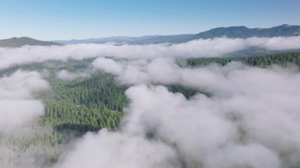 美国加利福尼亚州的红杉国家公园和州立公园上布满了滚滚的云彩 森林树木在浓雾中眺望的全景 晨雾中的青山景观 4K镜头 — 图库视频影像