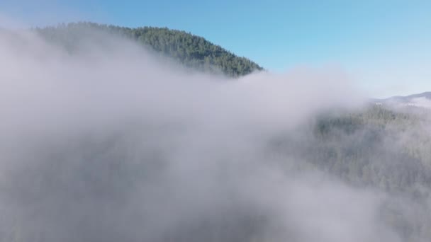 在美国加利福尼亚州的红杉国家公园和州立公园 树梢在浓雾中突然冒出来 阳光灿烂的日子里 绿山覆盖着巨大的云彩 晨雾中的冷杉林 — 图库视频影像