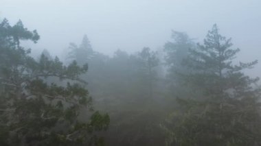 İnsansız hava aracı Redwood Ulusal ve State Parks, California, ABD 'de yoğun sis bulutlarında uçuyor. Bulutların arasından yükselen ağaç tepelerinin havadan görünüşü. Vahşi ormandaki gizemli sisli atmosfer, 4k görüntü