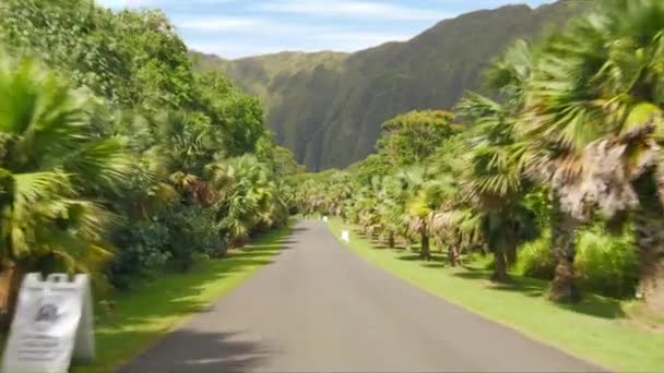 コピーの背景のための空の道に沿ってココナッツヤシの木のドリーショット 山を望むハワイジャングルの自然を探索してください 空の道の緑豊かな植物園で運転する トロピカルオアフ島の晴れた日 — ストック動画