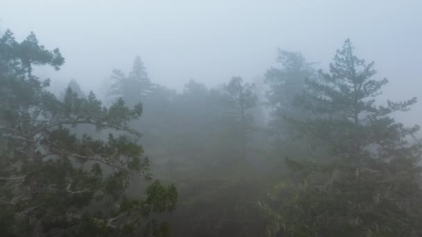 Lennokki Lentää Paksuissa Sumuisissa Pilvissä Redwood National State Parksissa Kaliforniassa — kuvapankkivideo