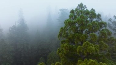 İnsansız hava aracı Redwood National ve State Parks, California, ABD 'de çam ağaçları arasında uçuyor. Kalın sis kaplı ağaç tepeleri. Vahşi ormanda bulutlu bir hava. Sabah ormanında dramatik sisli manzara, 4k görüntü. 