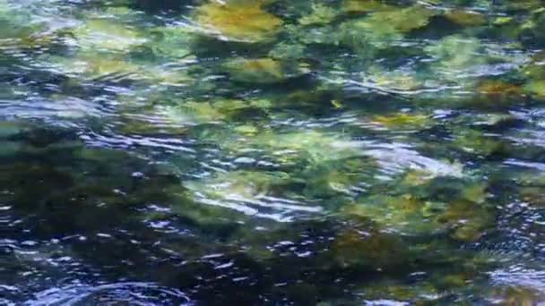 春天的背景 清澈的溪流流经石碑 森林河流缓缓流过石底 夏天阳光明媚的日子里 野生的山川水 来自高山冰川的纯净水 — 图库视频影像