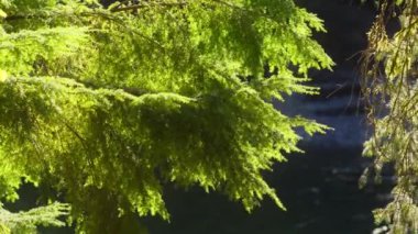 Yeşilliğin tomurcuklanmış dalları rüzgarda zarafetle sallanıyor. Zümrüt iğneleri Western 'in kırmızı CEDAR ağaç sapında. Altın güneş ışığında yemyeşil bir dal. Huzurlu ormanın canlı doğası. Ekoloji 4K