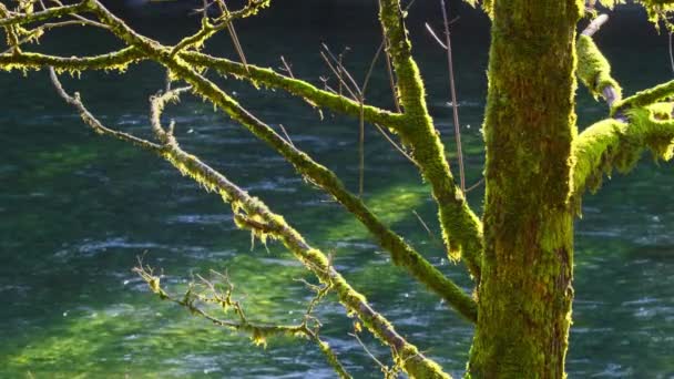 Spruce Tree Trunk Branches Covered Dense Green Moss Crystal Clear — Stock Video