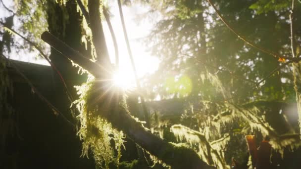 モスフォレストで新鮮な晴れた朝 エバーグリーンフォレスト4Kのレンズフレアで光る太陽光 美しい自然の背景 エコロジーコンセプトの背景 濃い緑のモスで覆われたスプルースの木のトランク — ストック動画