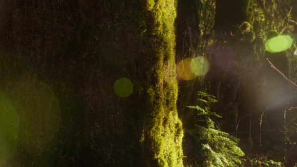 Прекрасний Чистий Фон Природи Концепція Екології Фону Свіжий Сонячний Ранок — стокове відео