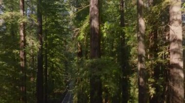İnsansız hava aracı Redwood Ulusal ve State Parks, California, ABD 'de küçük bir yolda ilerliyor. Güneşli bir günde vahşi ormanın doğal manzarası. Çam ağaçları her daim yeşil ormanda yetişir. Ekoloji konsepti, 4k görüntü 
