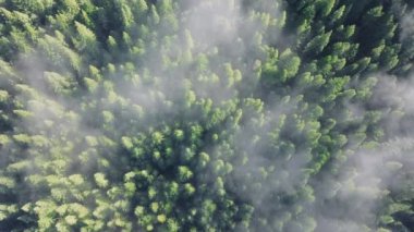ABD 'nin Kaliforniya eyaletindeki Redwood Ulusal Parkları ve State Parks' ın orman ağaçları üzerinde sürüklenen sisli bulutların en üst görüntüsü. Bulutların arasından süzülen yeşil ağaç tepeleri. Evergreen Ormanı, sabah 4K görüntüleri. 