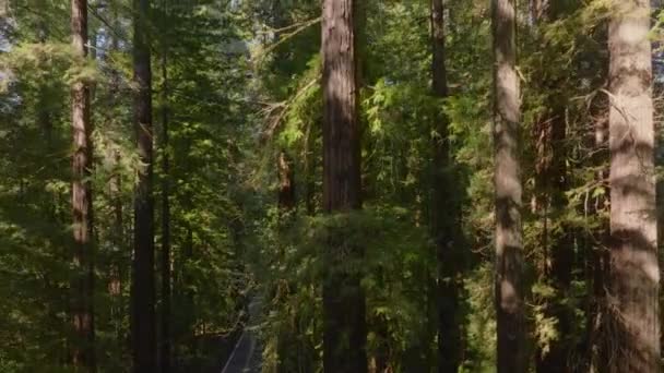 Дрон Движется Маленькой Дороге Национальном Парке Редвуд Парке Штата Калифорния — стоковое видео
