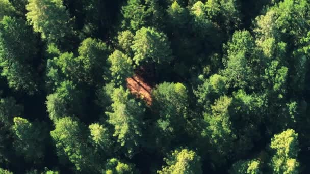 美国加利福尼亚州红杉国家公园和州立公园的小径鸟瞰图 被无人驾驶飞机射中的森林小径晴天树梢 美国国家公园 4K镜头 — 图库视频影像