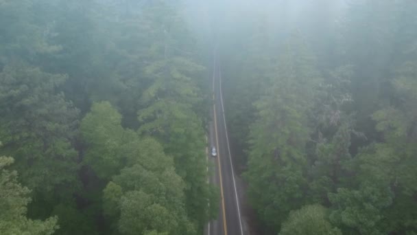 Birds Eye View Foggy Road Redwood National State Parks California — Stock Video