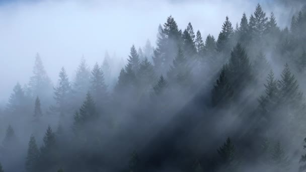 Malowniczy Widok Promieni Słonecznych Spadających Między Drzewami Redwood National State — Wideo stockowe