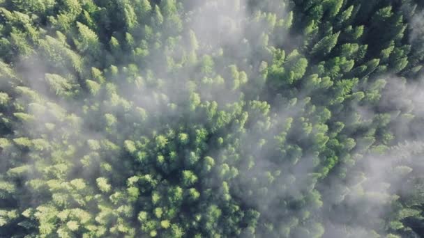 Вид Сверху Туманных Облаков Дрейфующих Над Лесными Деревьями Национального Парка — стоковое видео
