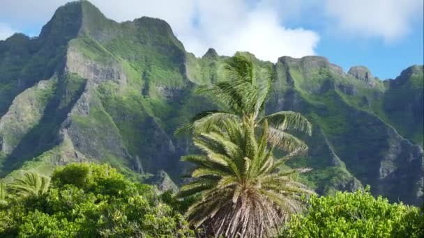 夏威夷岛瓦胡岛火山山顶背景上的绿色棕榈 美国旅游业 电影绿山在热带天堂岛上的最高峰 奇异岛屿旅游背景下的史诗般的自然景观 — 图库视频影像