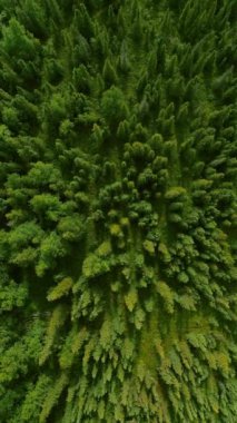 Dikey video. Alaska mı? Hava 4K. Yoğun bir orman üzerinde insansız hava aracı uçuşu. Yeşil ağaçların ve otların en üst manzarası