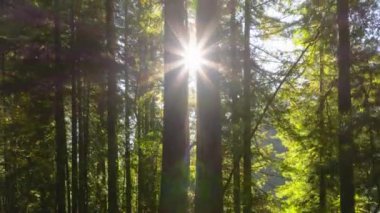 ABD 'nin Kaliforniya eyaletindeki Redwood Ulusal Parkları' ndaki ağaç gövdelerinde parlayan güneş ışınları. Mercek patlaması etkisi. İnsansız hava aracı yeşil ağaçların arasından zirveye çıkıyor. Güneşli orman manzarası, 4k görüntü 