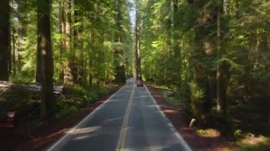 Kırmızı araba Redwood Ulusal ve State Parks, California, ABD ormanlarında sürüyor. Otomobil hızla uzaklaşıyor. Otoyolda otomobilin arkasında uçan insansız hava aracı. Güneşli bir günde resim gibi bir orman, 4K görüntü. 
