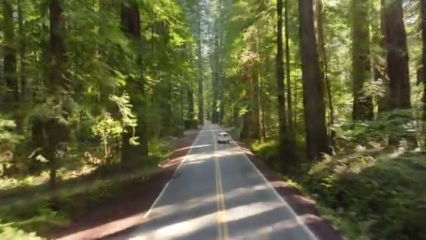 美国加利福尼亚州红杉国家公园和州立公园的高速公路上 白色汽车超速行驶的空中景观 用柏油路在绿林中飞行的无人机 树与树之间的阳光 4K镜头 — 图库视频影像