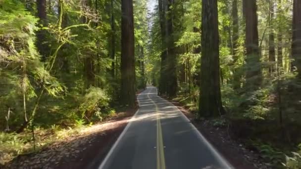 Dia Ensolarado Redwood National State Parks Califórnia Eua Drone Voando — Vídeo de Stock