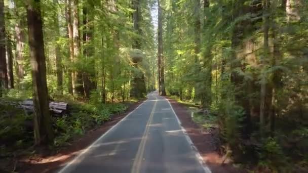 Baixa Visão Drone Voando Entre Árvores Verdes Redwood National State — Vídeo de Stock
