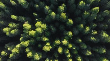 Redwood National ve State Parks, California, ABD 'deki yeşil çam ağaçlarının en iyi manzarası. Vahşi, sık ormanın havadan görünüşü. İHA 'dan bakan ağaç tepeleri. Kopyalama alanı olan doğal arkaplan, 4k görüntü 