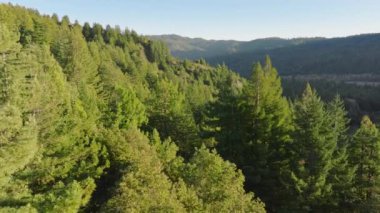 ABD 'nin Kaliforniya eyaletindeki Redwood Ulusal ve State Parks dağlarındaki kozalaklı ormanların üzerinde uçan insansız hava aracı. Resimli dağ sırası yeşil ormanı kaplamıştı. Ormandaki sabah manzarası, 4k görüntü. 