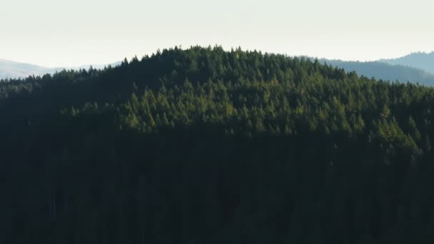 美国加利福尼亚州红杉国家公园和州立公园的清晨全景 空中俯瞰高山上生长的松树 密林与顶层空间 4K镜头 — 图库视频影像