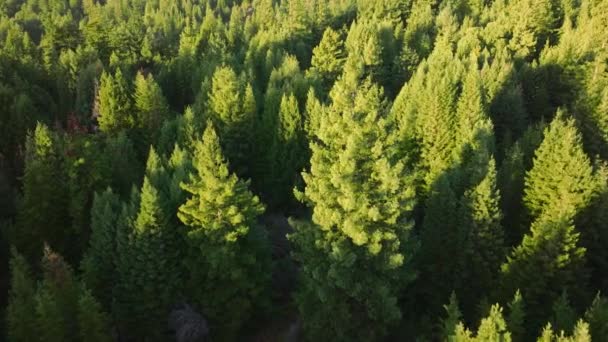 美国加利福尼亚州 晨光下红杉国家公园和州立公园常绿森林的头顶展示 阳光灿烂的树梢 无人机在野生松林上空飞行野性景观 4K镜头 — 图库视频影像