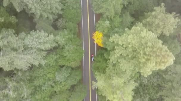 美国加利福尼亚州红杉国家公园和州立公园的红色现代汽车在路上行驶的最高视图 在绿林中的高速公路上行驶的汽车的头顶镜头 晨雾中的密林 4K镜头 — 图库视频影像