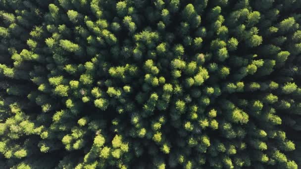 アメリカ合衆国カリフォルニア州レッドウッド国立公園の密集した森林を見ます 緑の木の上を回転するドローン 木々を統合した野生の森 テクスチャされた自然な背景 4K映像 — ストック動画