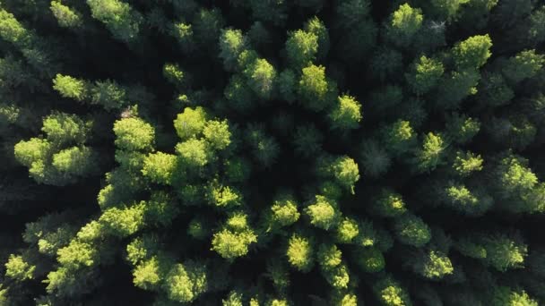 アメリカ合衆国カリフォルニア州レッドウッド国立公園の緑の松の木のトップビュー 野生の厚い森の空中観察 ドローンから見た木のトップ コピースペース 4K映像を備えた自然な背景 — ストック動画