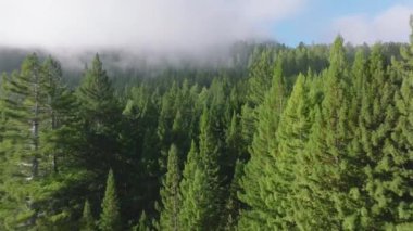 Redwood National ve State Parks, California 'daki ebedi yeşil çam ağacı ormanlarının havadan görüntüsü. İnsansız hava aracı vahşi ormanın üzerinde bulutlarla gökyüzünde uçuyor. Sabah sisi manzarası, ağaç tepeleri, 4k görüntü. 