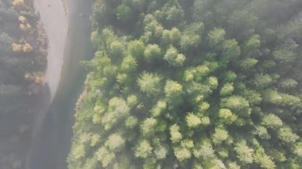 Najlepsze Ujęcie Jodły Rosnącej Wzdłuż Rzeki Redwood National State Parks — Wideo stockowe