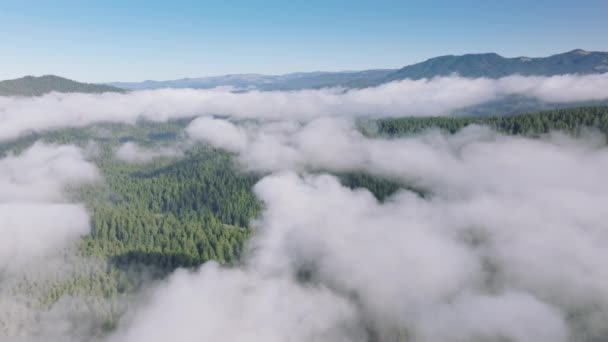 Беспилотный Снимок Облаков Покрыл Национальный Парк Редвуд Парк Штата Калифорния — стоковое видео