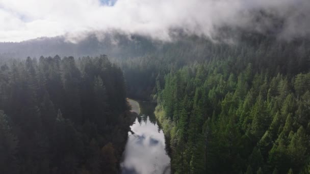 Drone moving over tree tops in clouds of Redwood National and State Parks, California, USA. Overhead shot of river flowing through the dense forest. Wild green woods. Natural wallpaper, 4k footage 